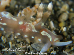 +-1cm, Crash Boat Pier, Aguadilla. by Abimael Márquez 